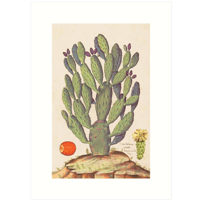 Prickly Pear | Blank Greeting Card