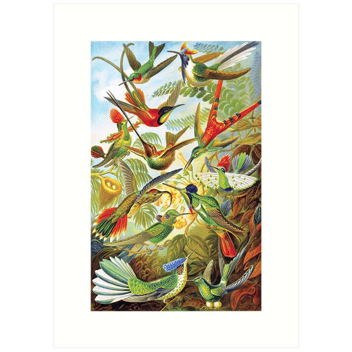 Haeckel 99 | Blank Greeting Card