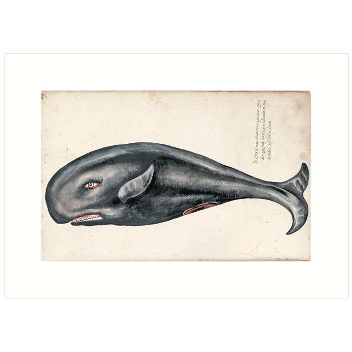 Whale | Blank Greeting Card