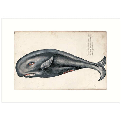 Whale | Blank Greeting Card