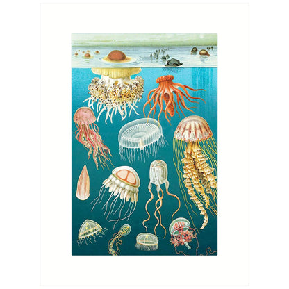Jelly Fish | Blank Greeting Card