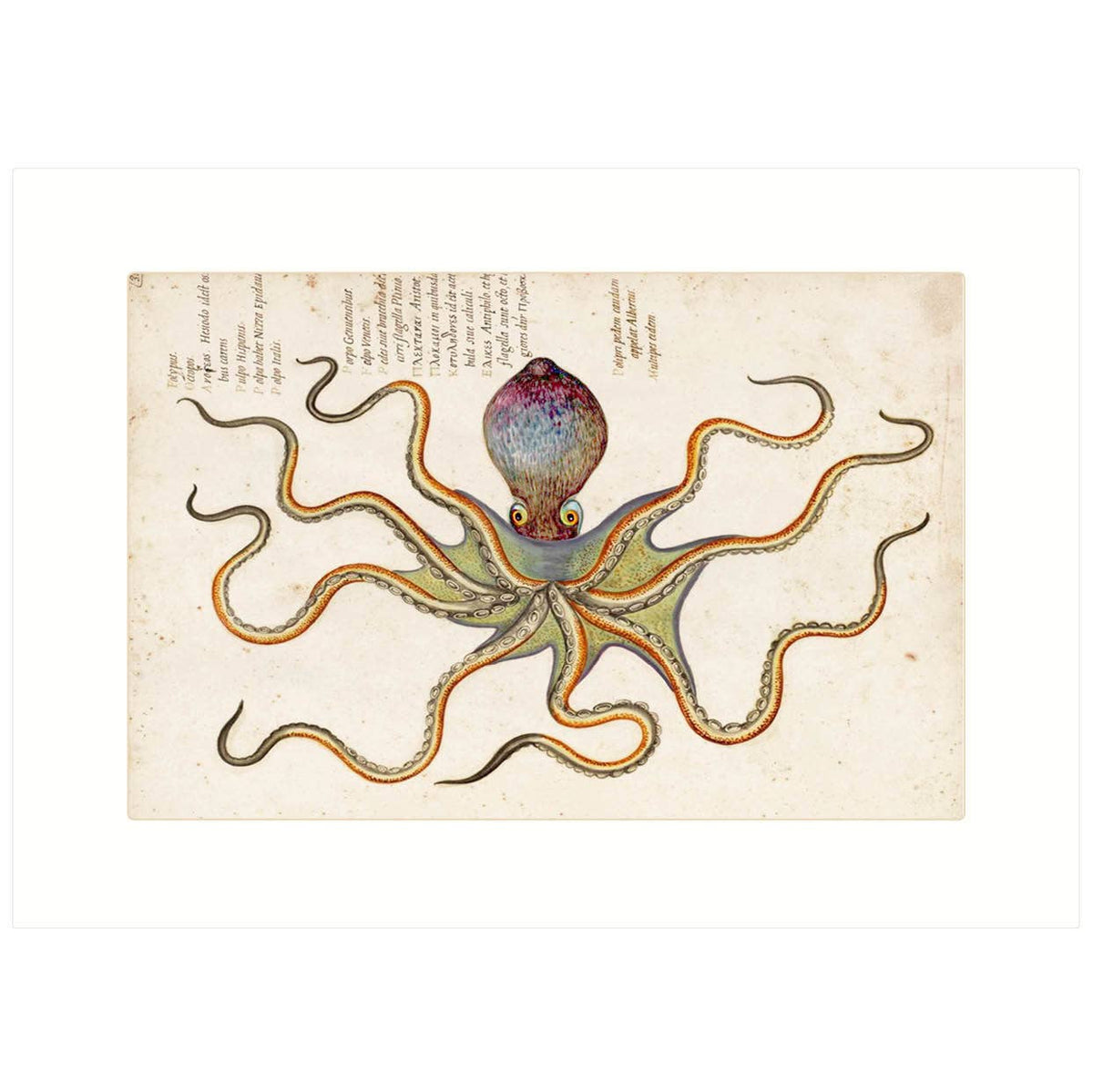 Octopus | Blank Greeting Card