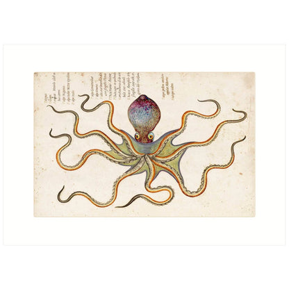 Octopus | Blank Greeting Card