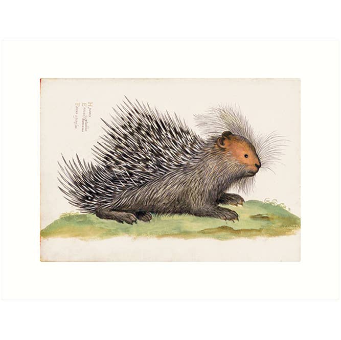 Porcupine | Blank Greeting Card
