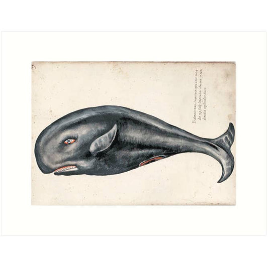 Whale | Blank Greeting Card