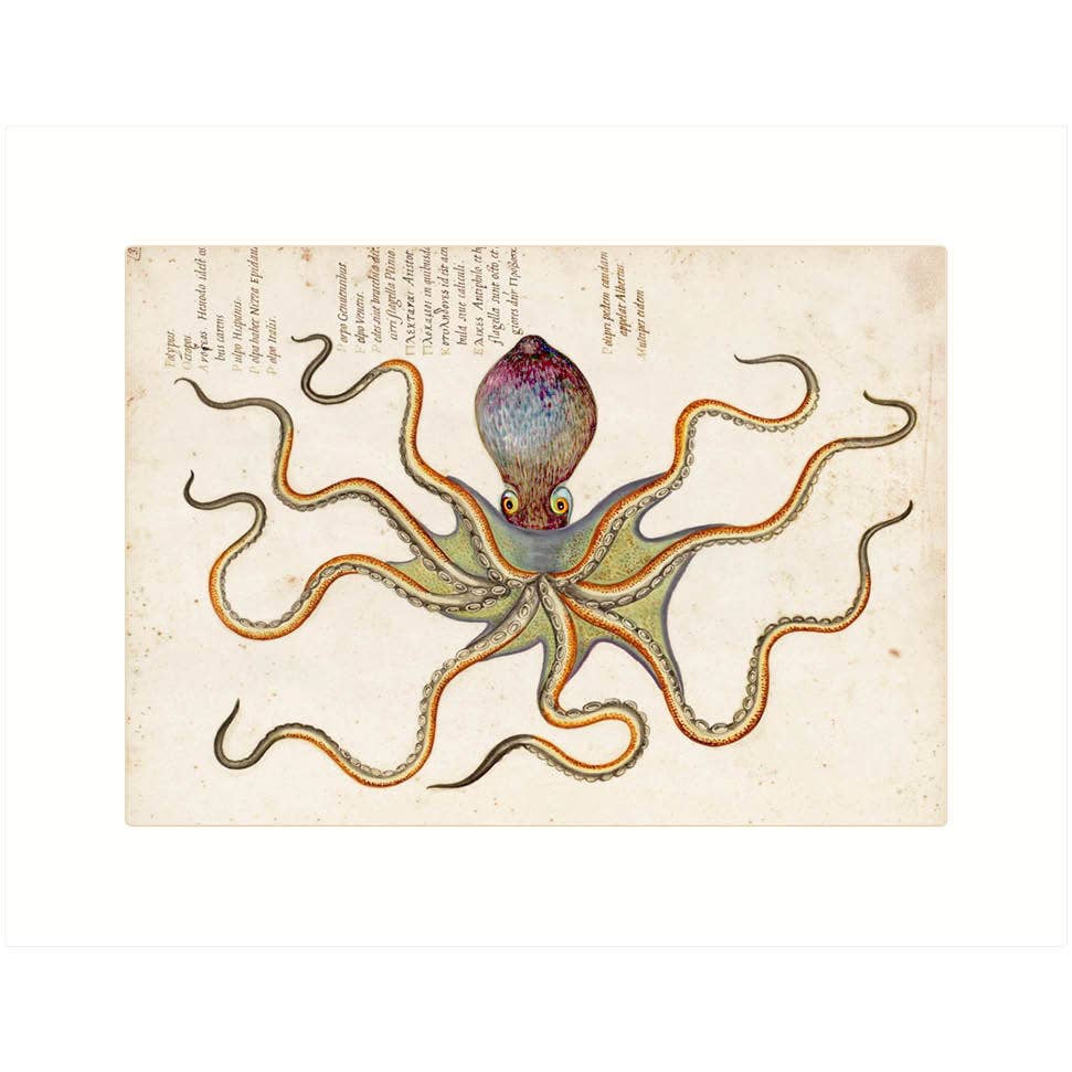Octopus | Blank Greeting Card