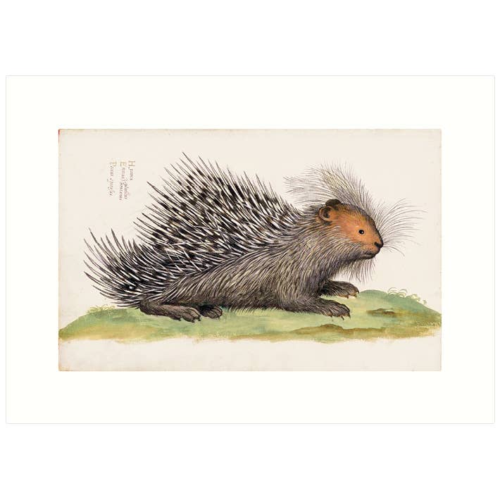 Porcupine | Blank Greeting Card