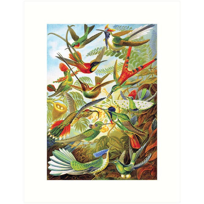 Haeckel 99 | Blank Greeting Card