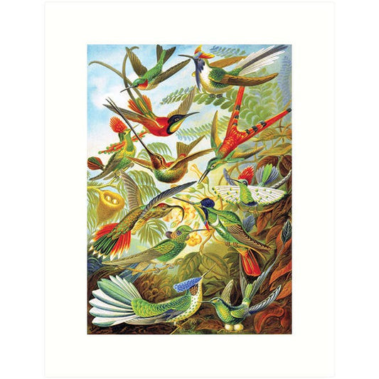 Haeckel 99 | Blank Greeting Card