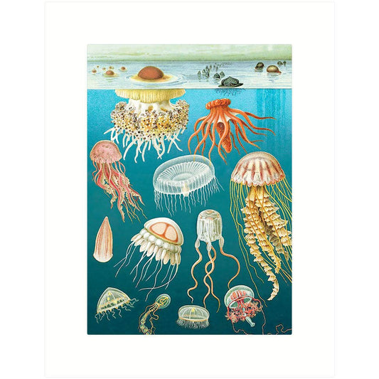 Jelly Fish | Blank Greeting Card