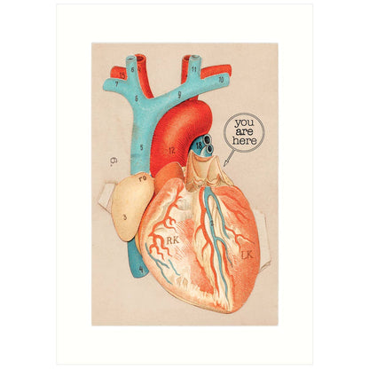 Anatomical Heart | Love Greeting Card